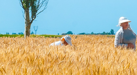 河南仙力面業有限公司